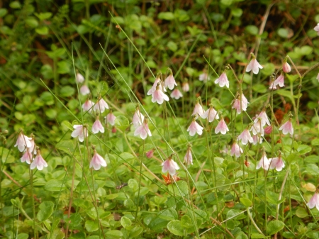 Linnea borealis 